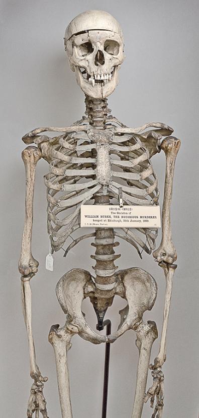 Burke's Skeleton